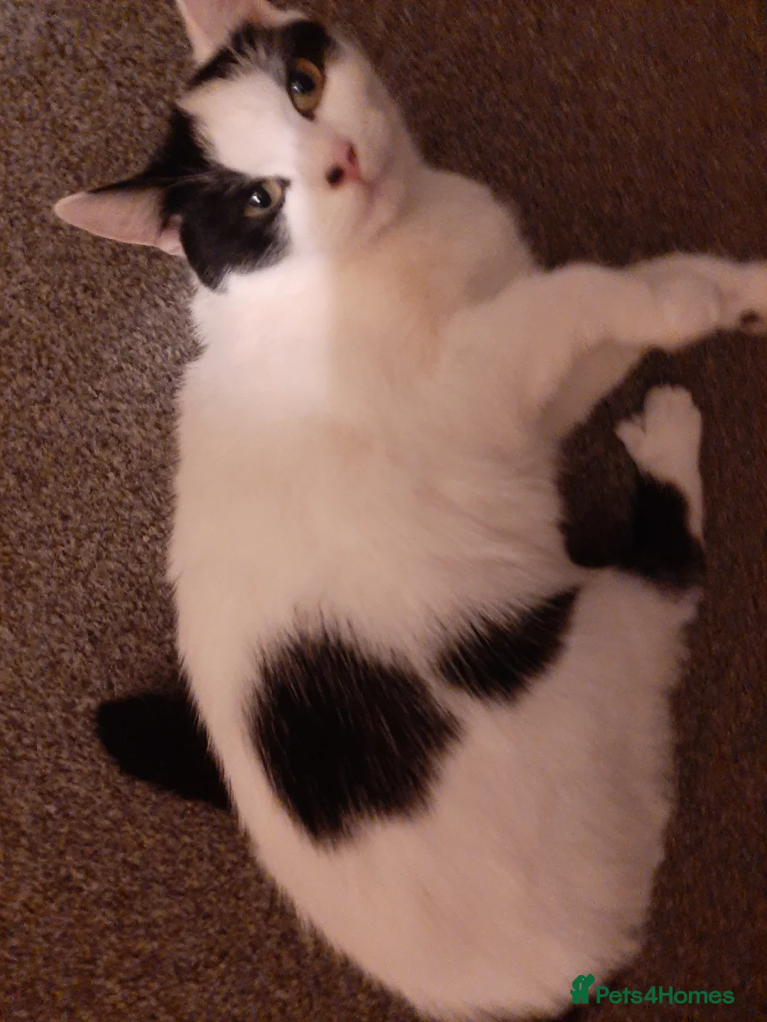 Mixed Breed cats for sale: Going for free because I'm immigrating  - Advert 4