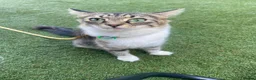 Domestic Shorthair cats for adoption: Peaches - Adopt Cats in Crisis East Ldn - Advert 8