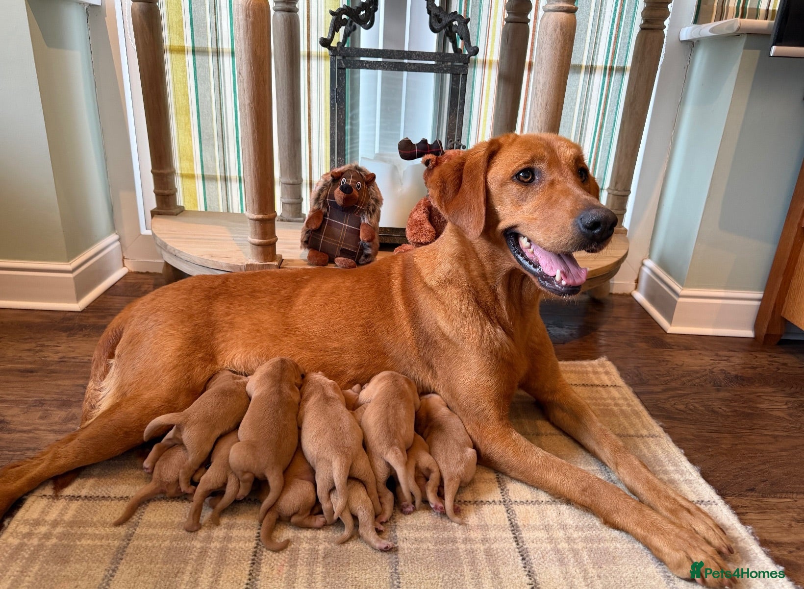 Labrador Retriever dogs Beautiful KC pups,health tested parents&many FTCHs - Advert 1