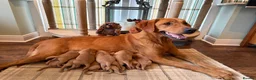 Labrador Retriever dogs for sale: Beautiful KC pups,health tested parents&many FTCHs - Advert 1