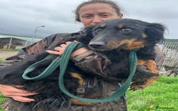 Mixed Breed dogs for adoption: Paige - Norwich Norfolk  - Image 24