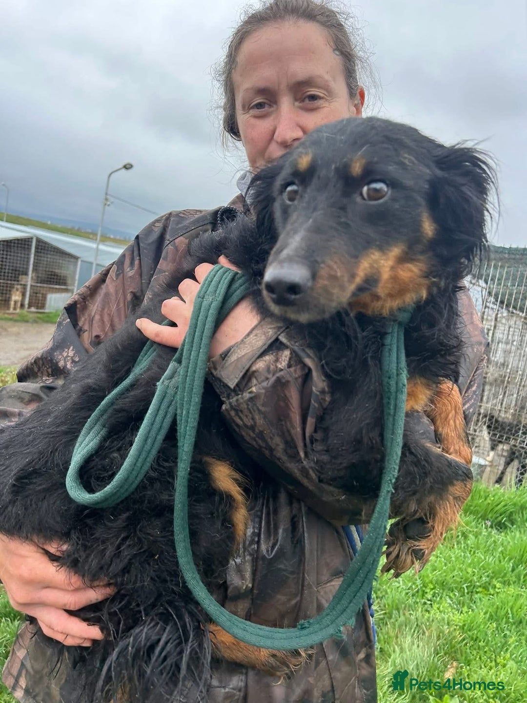 Mixed Breed dogs for adoption: Paige - Norwich Norfolk  - Image 24
