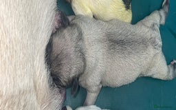 Frug dogs for sale: Frug puppies  - Image 7