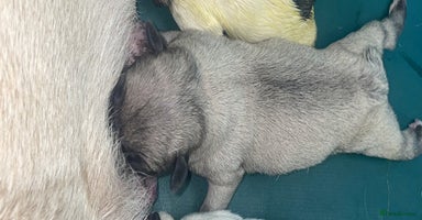 Frug dogs Frug puppies  - Advert 8