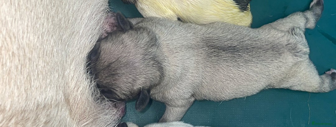 Frug dogs for sale: Frug puppies  - Image 7