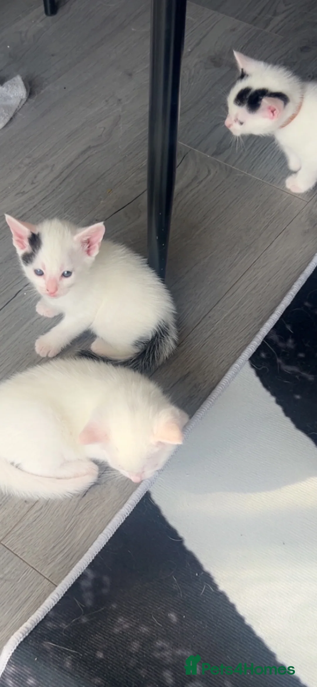 Khao Manee cats for sale: Mix khao Manee  in Reading - Advert 1
