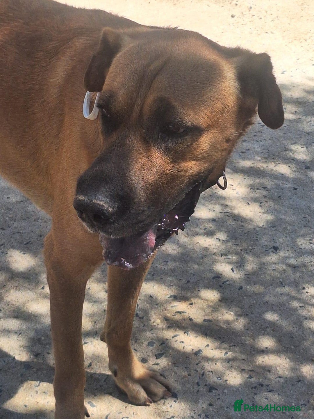 Mixed Breed dogs for adoption: Urgent 🚨 Home for Kobi  in Hengoed - Image 15