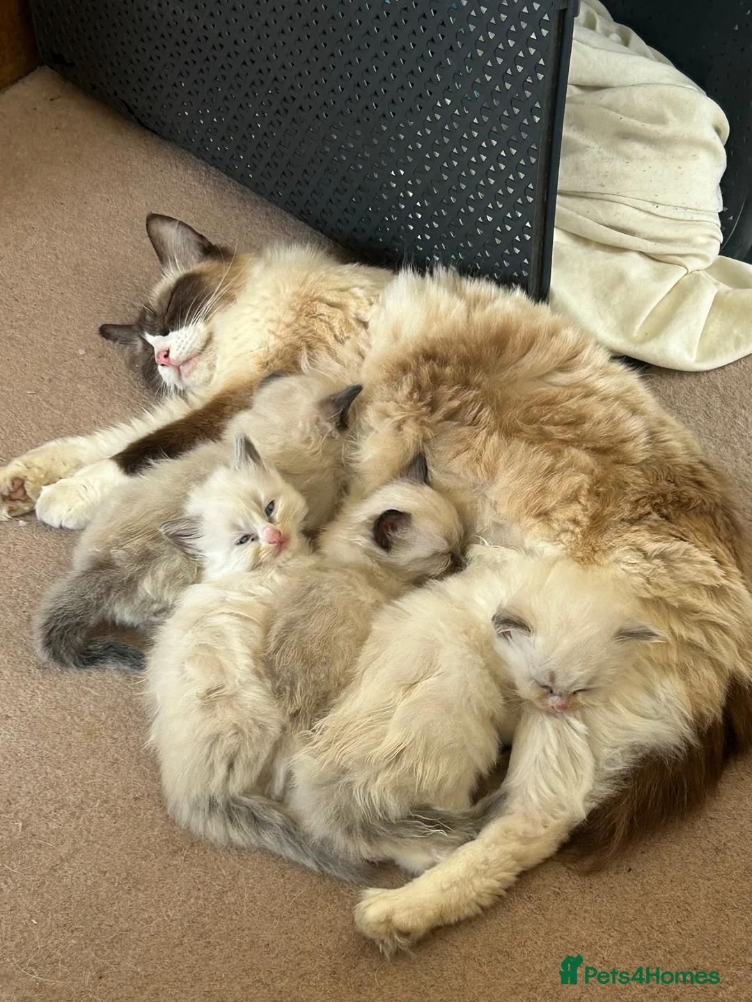 Ragdoll cats for sale: Ragdoll kittens for sale - Advert 16