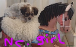 Jack Russell dogs for sale: Beautiful jack Russell puppies  - Image 18