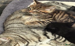 Mixed Breed cats for sale: Beautiful Bengal X kittens - Image 3