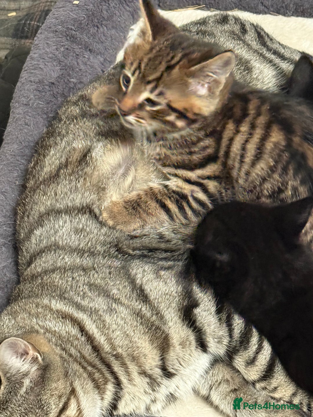 Mixed Breed cats for sale: Beautiful Bengal X kittens - Image 3