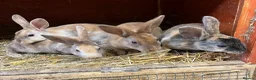 Rex rabbits for sale: Mini Rex  - Advert 2