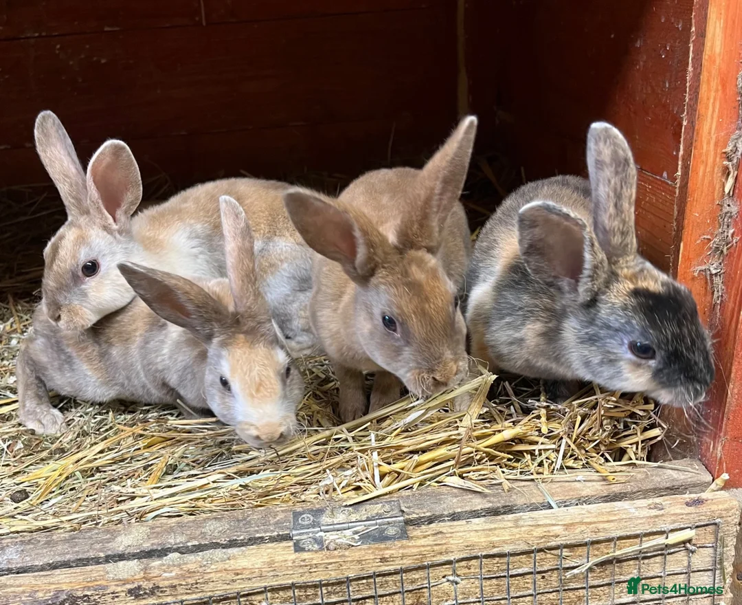 Rex rabbits for sale: Mini Rex  - Advert 2