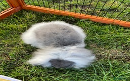 Mini Lop rabbits for sale: Male mini lop babies READY TO LEAVE  - Image 19