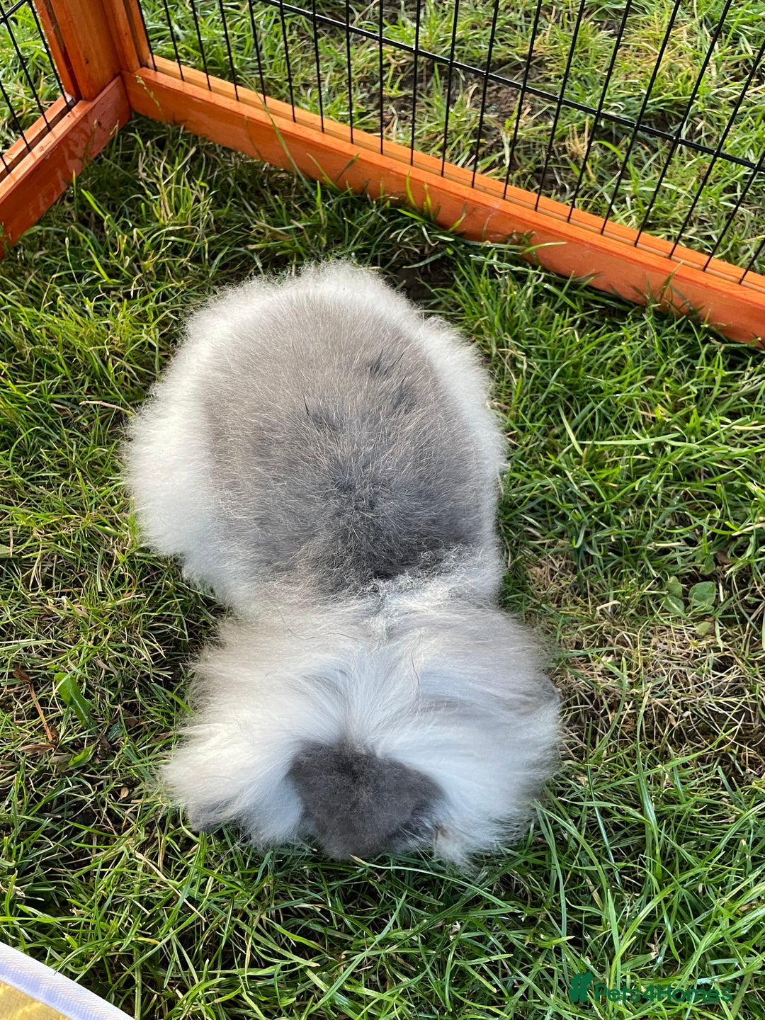 Mini Lop rabbits for sale: Male mini lop babies READY TO LEAVE  - Image 19