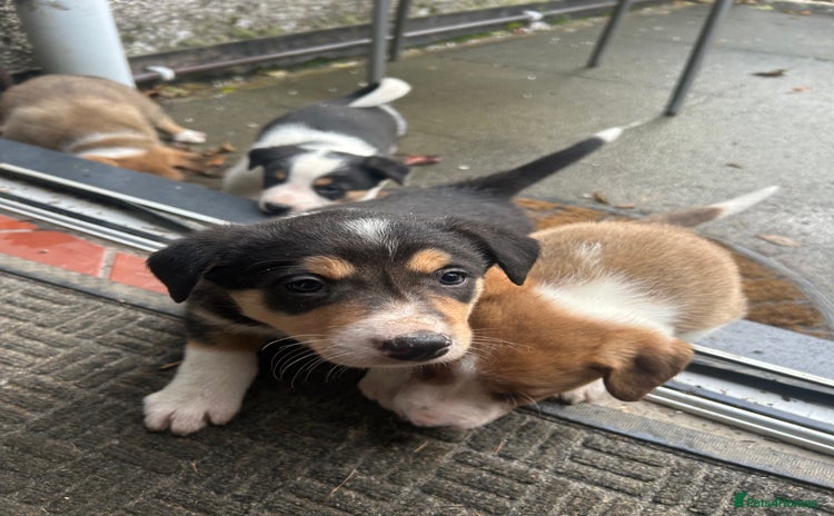 Border Collie dogs READY NOW Red/Tri colour Collie Pups For Sale - Advert 1