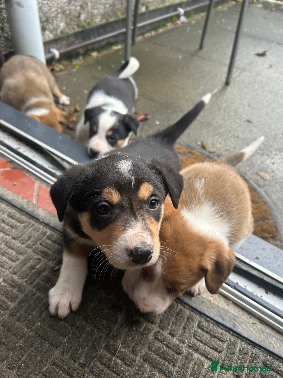 Border Collie dogs for sale: Welsh Red/Tri Coloured Collie Pups For Sale - Image 3