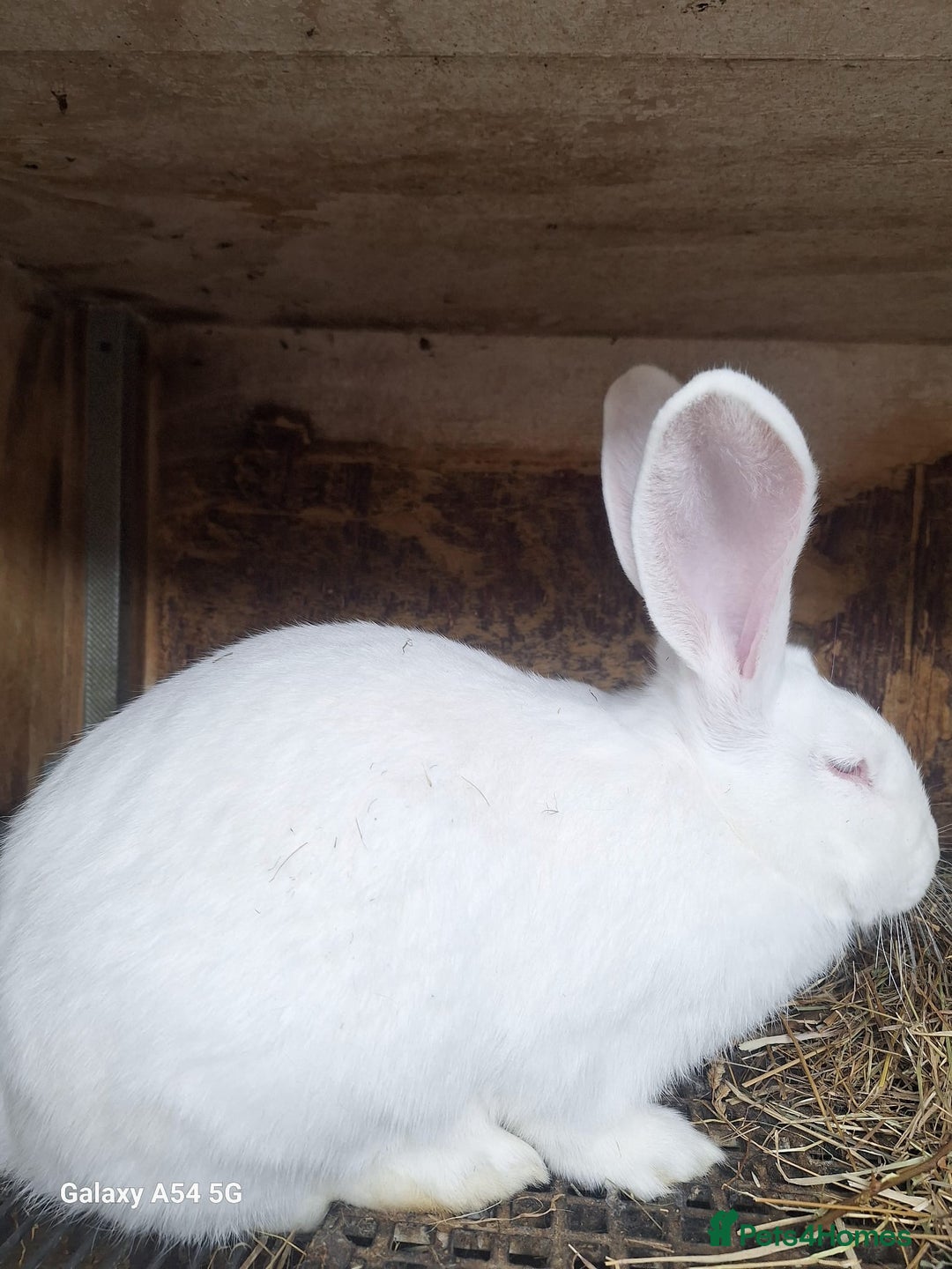 New Zealand rabbits for sale:  New Zealand 60£ - Advert 5