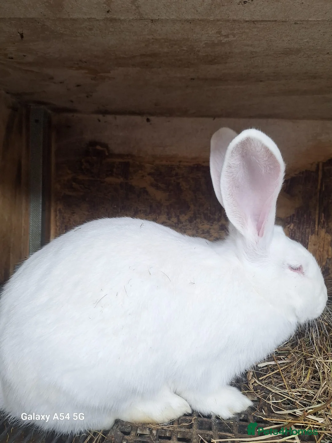 New Zealand rabbits for sale:  New Zealand 60£ - Advert 5