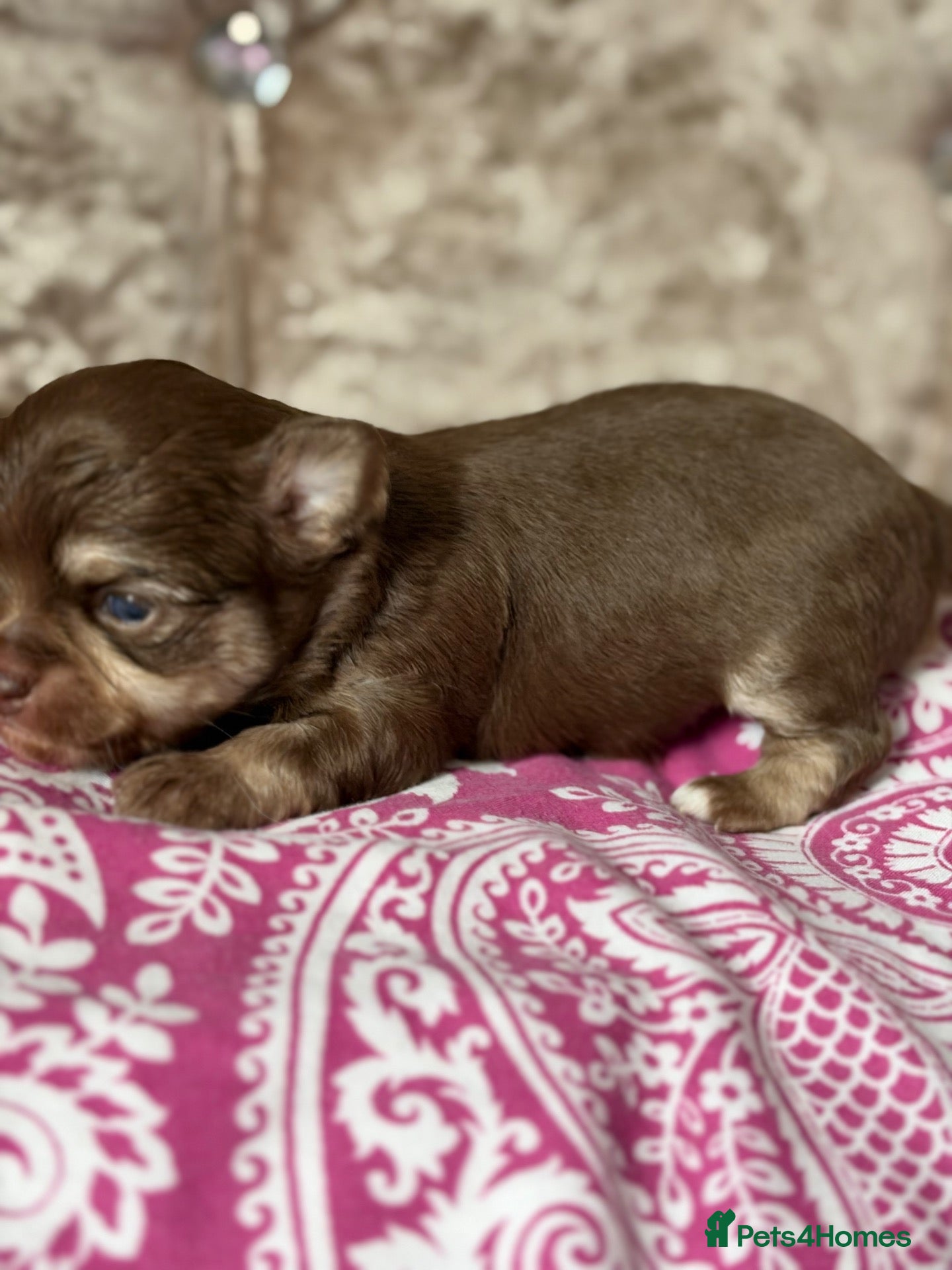 Chihuahua dogs Stunning quality KC reg long coat puppies  - Advert 2