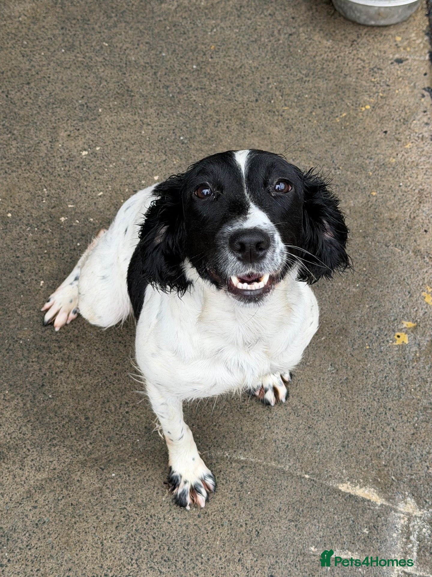 English Springer Spaniel dogs 1 year old English springer spaniel  - Advert 7