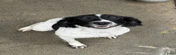 English Springer Spaniel dogs for sale: 1 year old English springer spaniel  - Advert 1