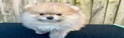 Pomeranian dogs for sale: Adorable, KC Registered Pomeranian Puppies in Colchester - Advert 20