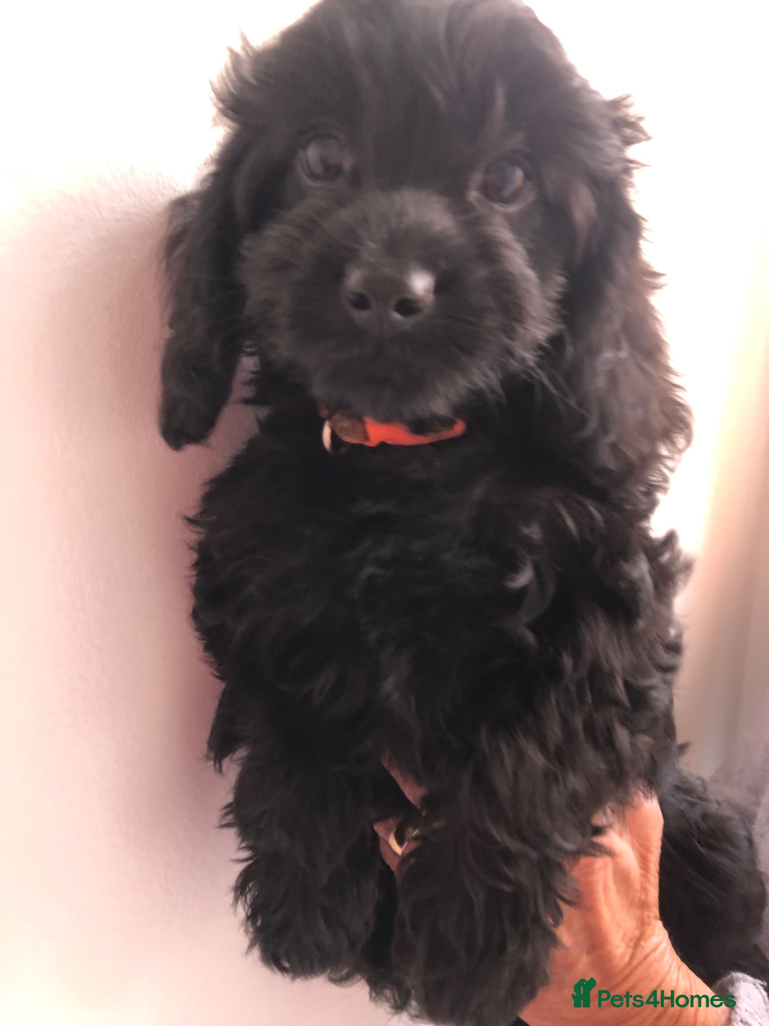 Cavapoo dogs ⭐️ready to leave 4 Stunning black cavapoos⭐️ - Advert 5