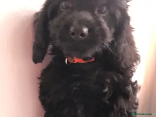 Cavapoo dogs ⭐️ready to leave 4 Stunning black cavapoos⭐️ - Advert 5