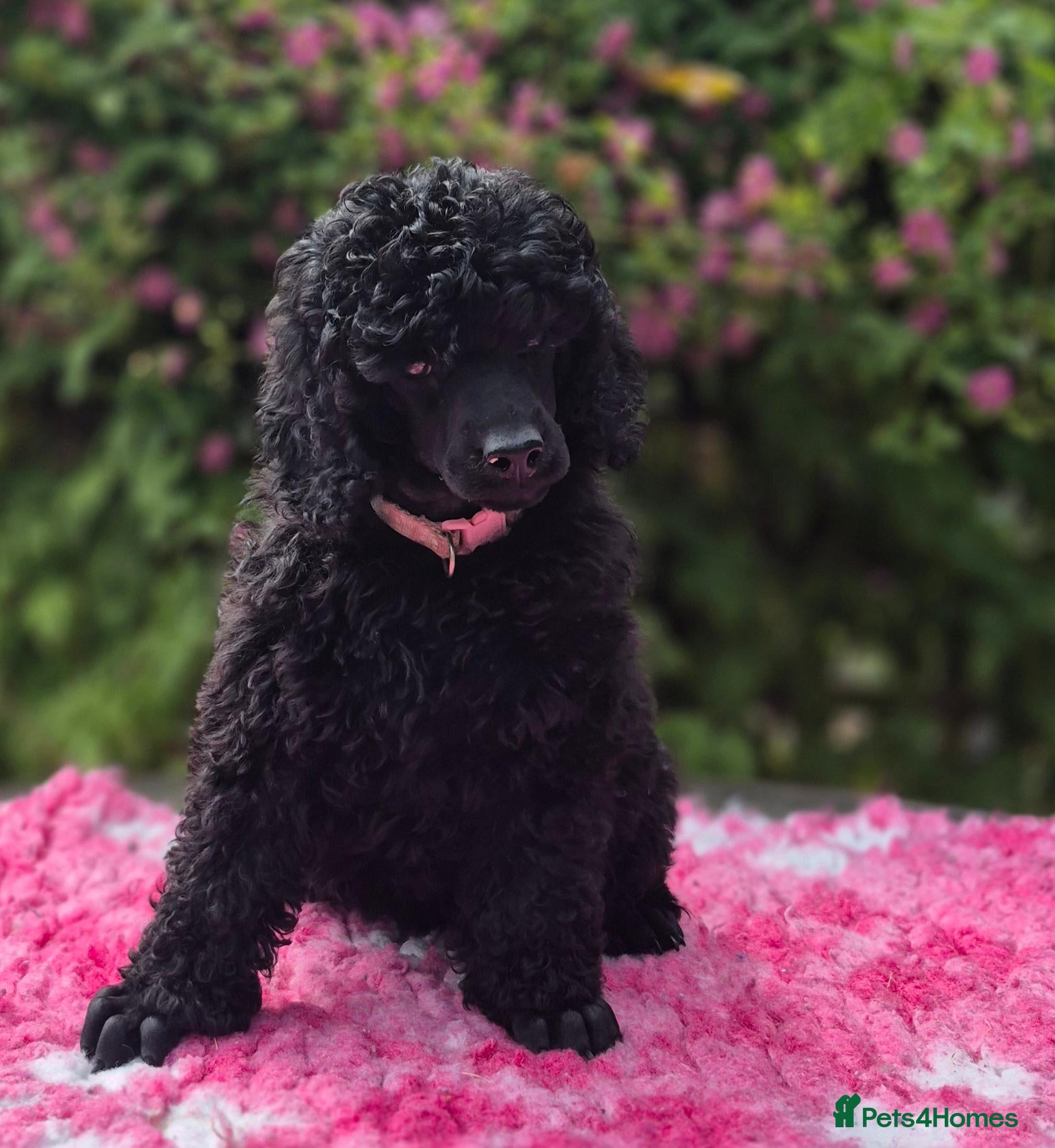 Miniature Poodle dogs Gorgeous Miniature Poodles - Advert 1