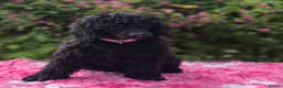 Miniature Poodle dogs for sale: Gorgeous Miniature Poodles - Advert 1