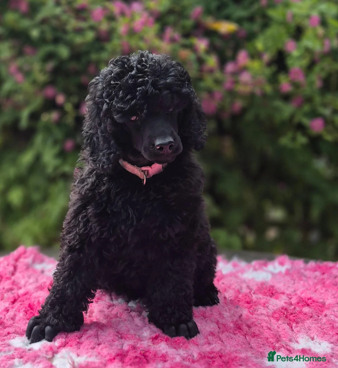Miniature Poodle dogs for sale: Gorgeous Miniature Poodles - Advert 1
