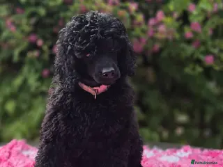 Miniature Poodle dogs Gorgeous Miniature Poodles - Advert 4