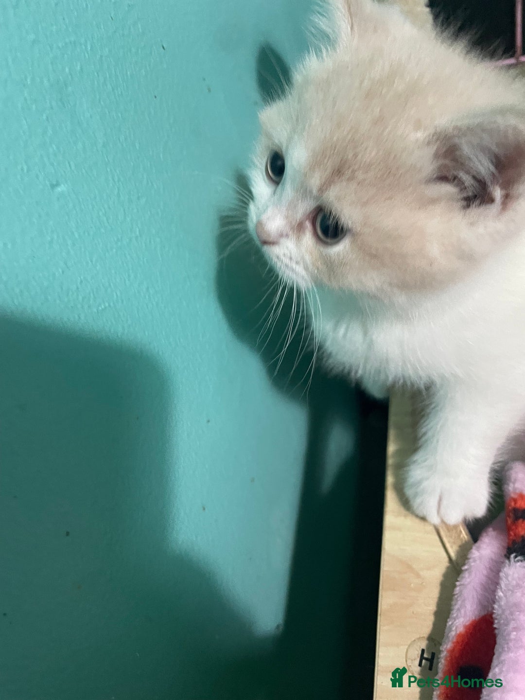 Scottish Fold cats for sale: Scottish fold - Advert 3