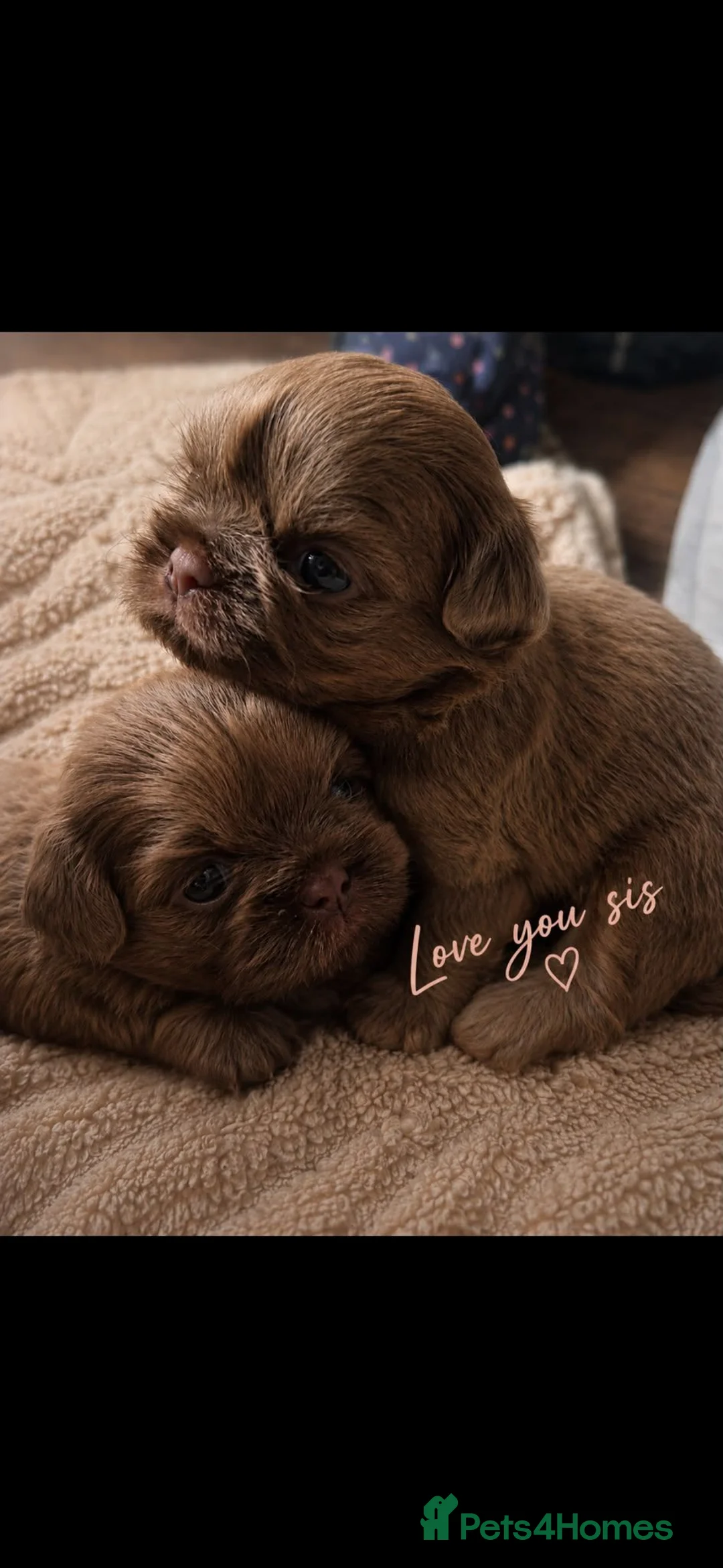 Shih Tzu dogs for sale: Lavender imperial shihtzus  - Advert 2