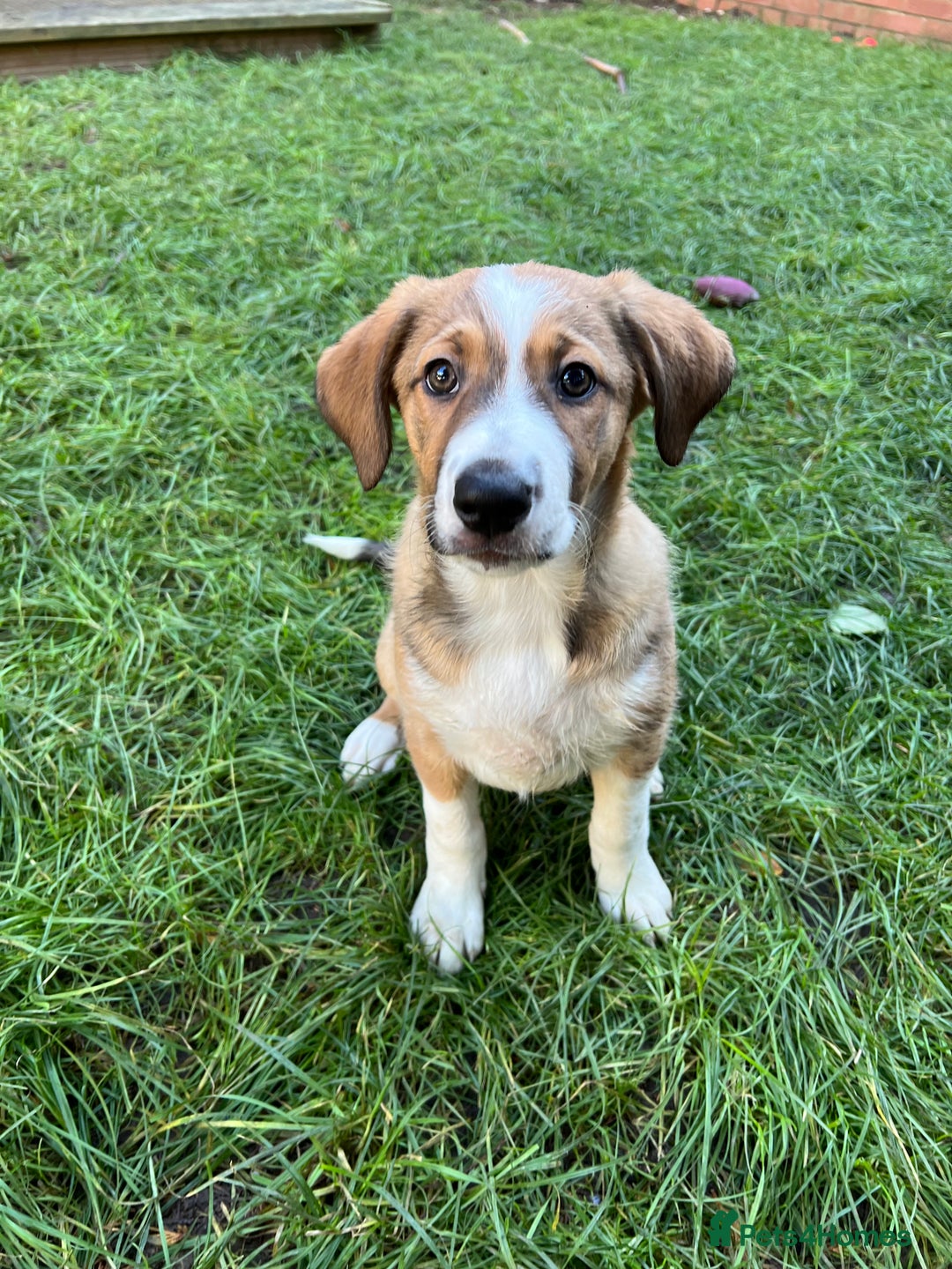 Mixed Breed dogs for sale: Border Collie / Polish Hunting Dog mix puppies - Advert 3