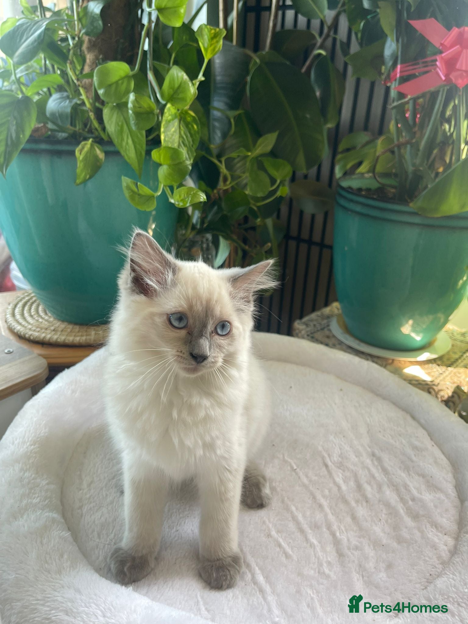 Ragdoll cats 2 Beautiful kittens left GCCF&TICA certified 💕 - Advert 2