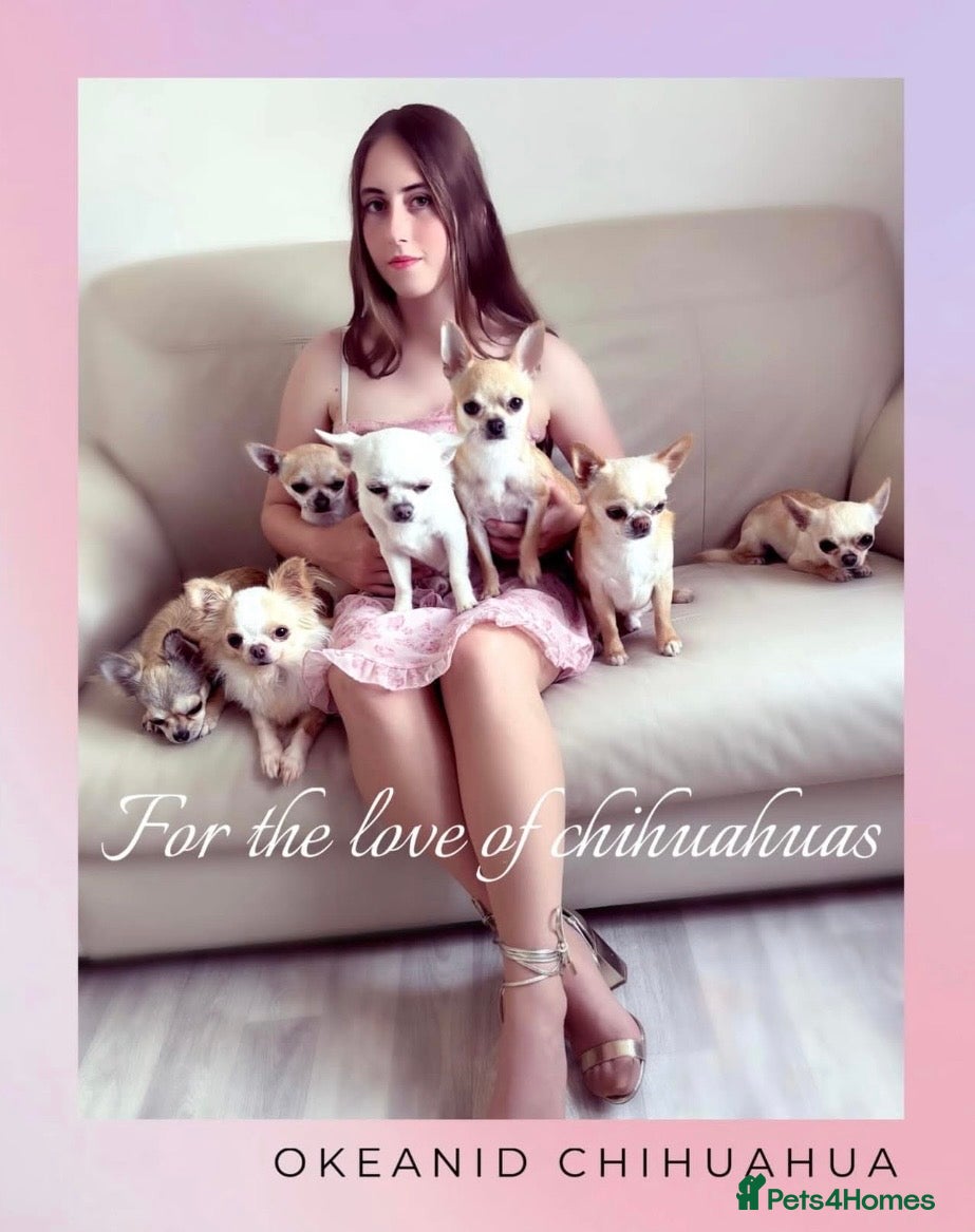 Chihuahua dogs Beautiful KC registered Chihuahua puppies - Advert 23