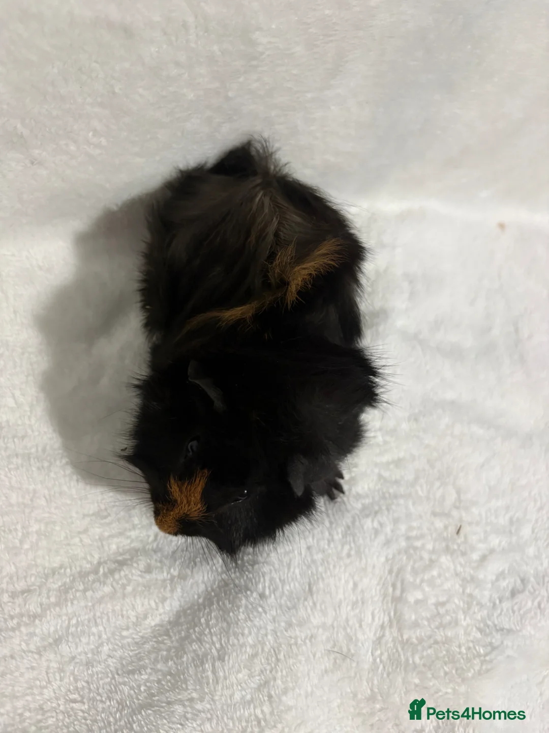 Guinea Pig rodents for sale: Baby boars - Advert 6