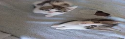 Mixed Breed cats for sale: Kittens for sale  in South Croydon - Advert 19