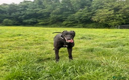 Greyhound dogs for sale: Caesar 💙 - Image 3