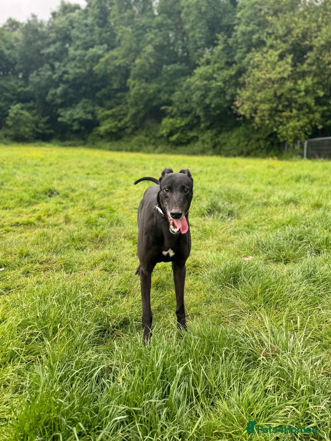 Greyhound dogs for sale: Caesar 💙 - Image 3