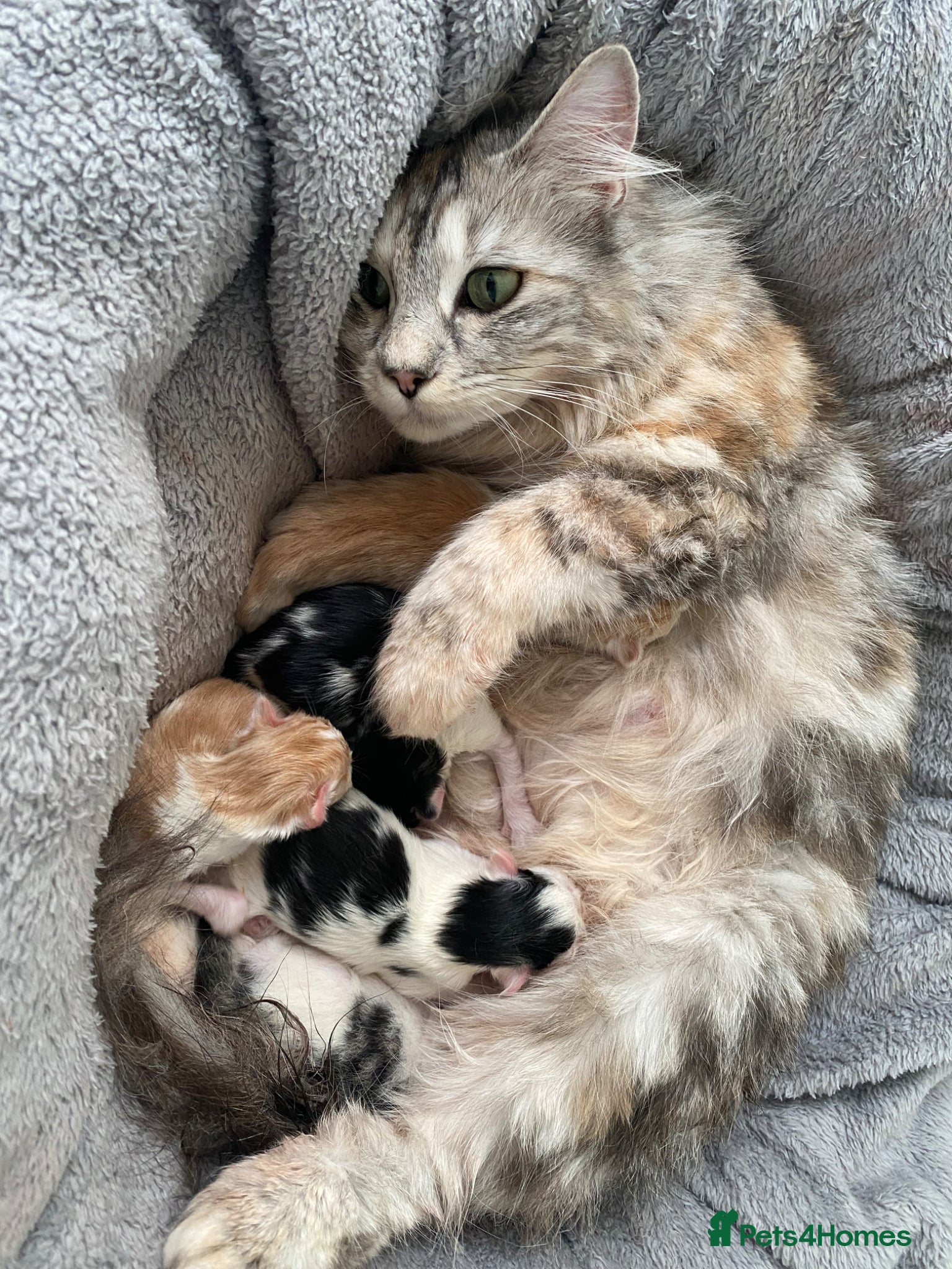 Mixed Breed cats Adorable, Affectionate Part Ragdoll Kittens - Advert 2