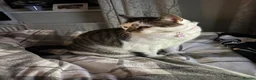 Mixed Breed cats for sale: Strawberry is looking for her forever home - Advert 3