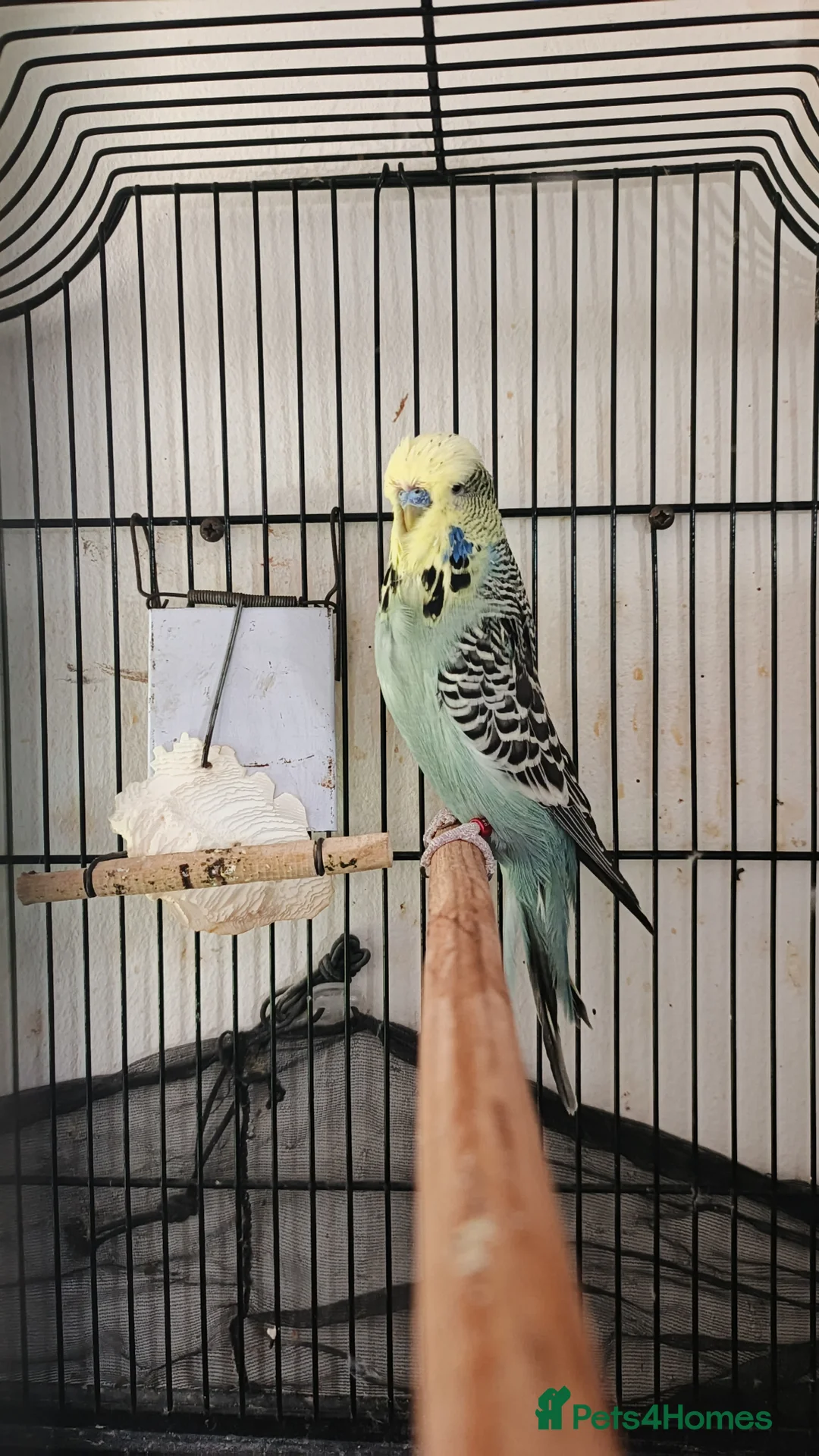 Budgerigars birds for sale: English budgies  in Liverpool - Advert 2