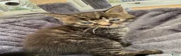 Maine Coon cats for sale: Adorable half Tortoiseshell Maine coon kittens - Advert 34