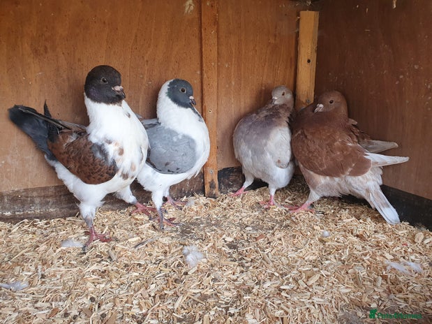 Pigeons birds - Advert 3