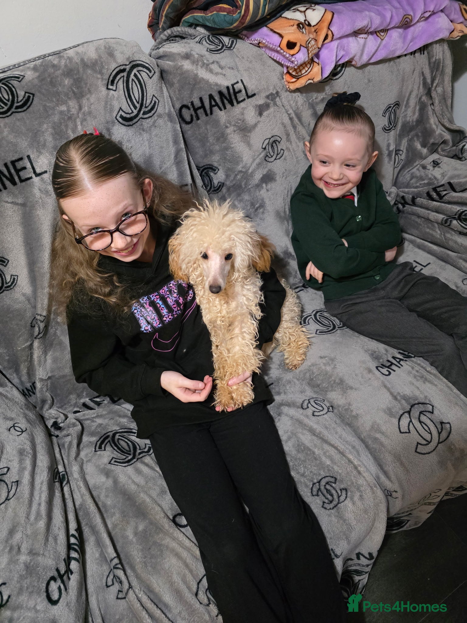 Toy Poodle dogs Toy poodle male  - Advert 2