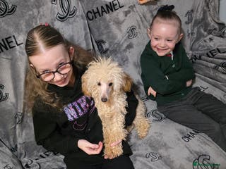 Toy Poodle dogs Toy poodle male - Advert 4