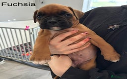 Boxer dogs for sale: 3 GIRLS LEFT - KC PUPS FROM HEART TESTED PARENTS - Image 7